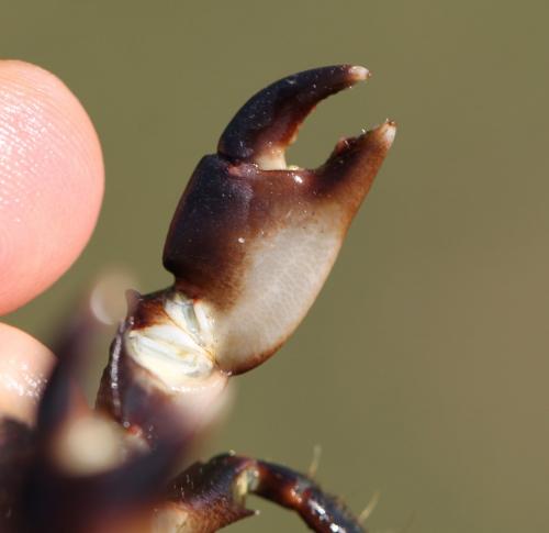 Pachygrapsus marmoratus